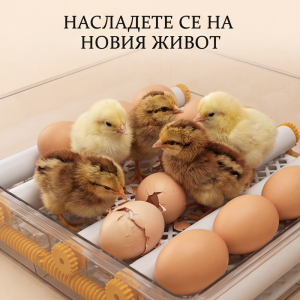 Многофункционален автоматичен инкубатор за 48 яйца – интелигентно решение за висока люпимост